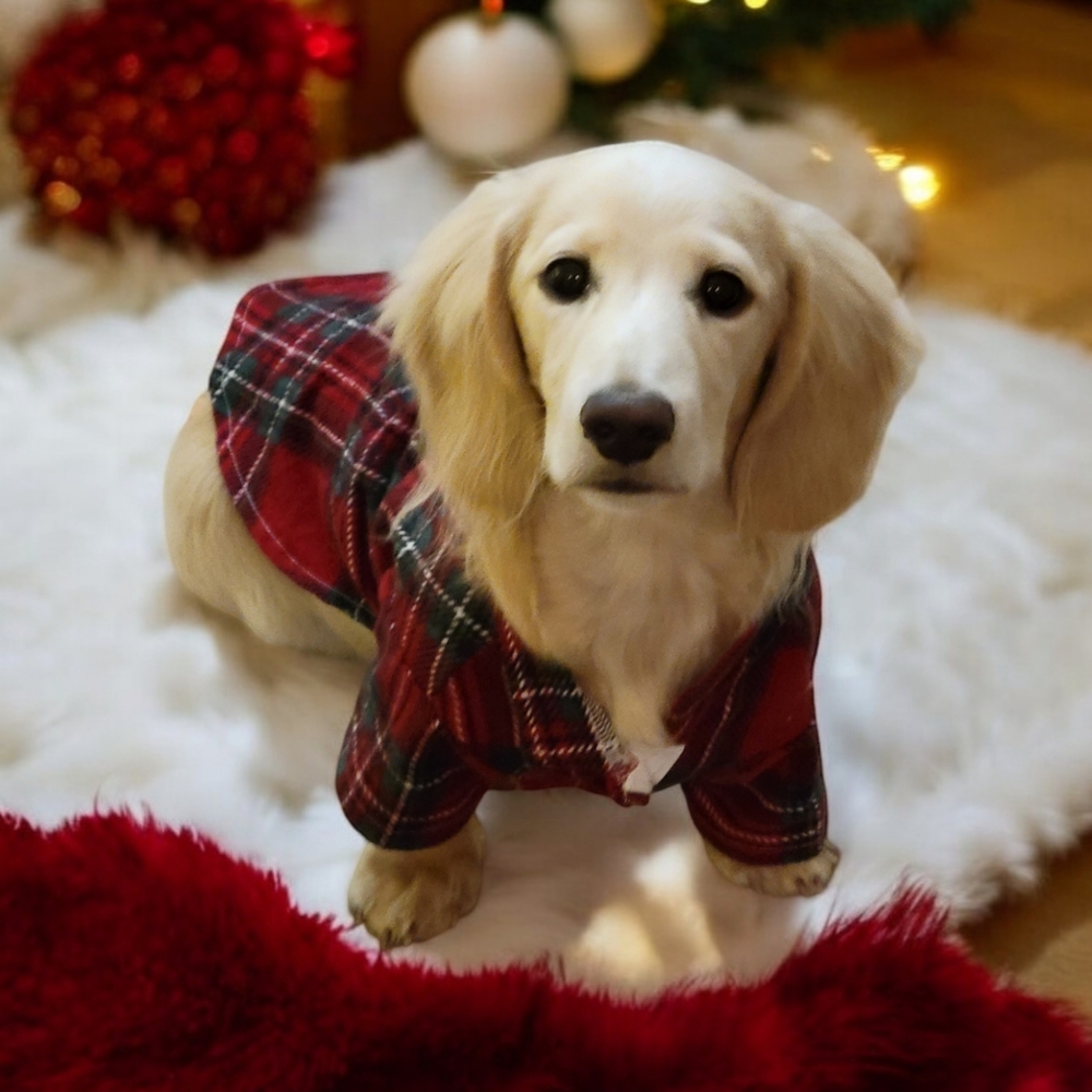 Two Matching Red and Green Plaid Dog Pajama Shirts - Picture 4 of 6